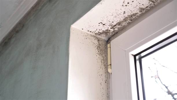 Best Residential Mold Removal  in Rmel By The Sea, CA
