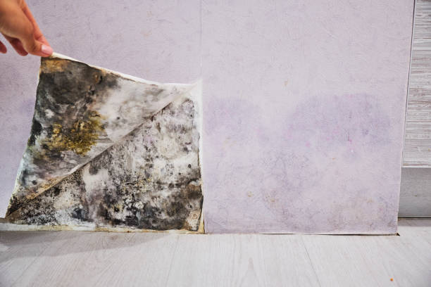 Best Professional Mold Removal  in Rmel By The Sea, CA